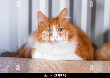 Flauschige Ingwer- und weiße Katze liegt drinnen Haustierporträt Stockfoto