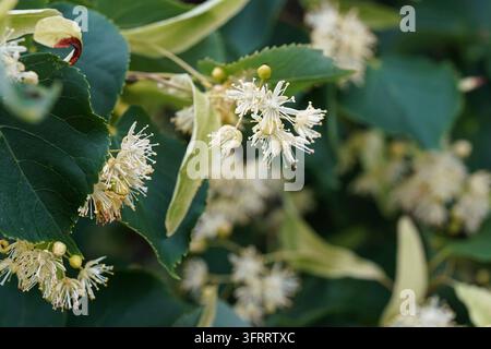 Weiße Linden (Tilia cordata) Blüten auf Ästen, grüne Blätter Hintergrund, Nahaufnahme Detail Stockfoto