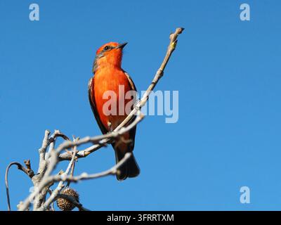 Ein Rotkehlchen-Schnäpper, der auf einem Baumstamm gegen einen blauen Himmel sitzt Stockfoto