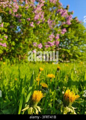 Wunderschönes Feld mit gelben Blumen und lila Blumen im Fliederpark. Die Blumen sind über das ganze Feld verstreut, einige näher im Vordergrund und andere weiter hinten Stockfoto