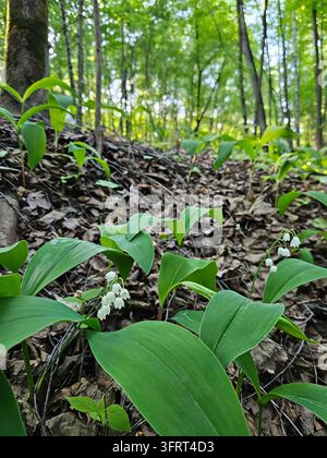 Bündel grüner Blätter und Blumen der Maiglöckchen liegen auf dem Boden. Sie sind klein und grün Stockfoto