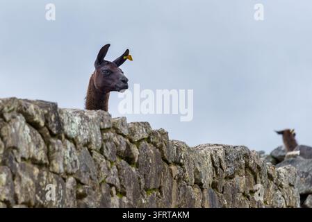 Lama glama betrachtet über eine alte Steinmauer eine historische Stätte in Südamerika Stockfoto
