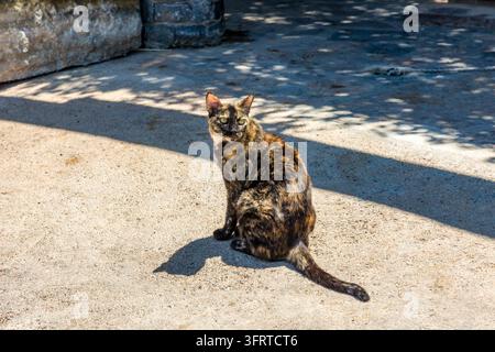 Tortenschildkatze sitzt auf Steinpflaster in Elounda, Kreta, Sonnenlicht beleuchtet gesprenkeltes schwarzes und ingwerfarbenes Fell neben gesprenkelten Baumschatten, Griechenland Stockfoto