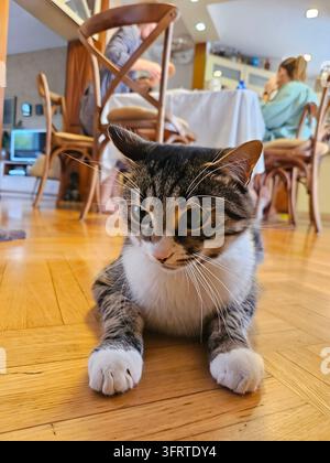 Katze liegt auf dem Boden in einem Raum mit einem Esstisch und Stühlen. Die Katze schaut mit einem neugierigen Ausdruck in die Kamera, echtes Foto Stockfoto