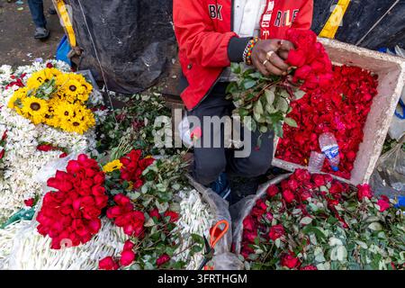 Eine Person in einer roten Jacke und Perlenarmbändern nimmt Rosen aus einem Polystyrolkarton, umgeben von Stapeln von Rosen, Sonnenblumen und weißen Knospen auf dem Blumenmarkt Stockfoto