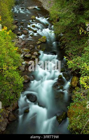 North Fork of the Middle Fork Willamette Wild and Scenic River, Aufderheide National Scenic Byway, Willamette National Forest, Oregon Stockfoto