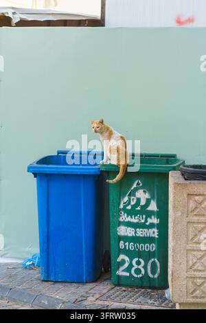 Dschidda, Saudi-Arabien - 08. März 2023, streunende Ingwerkatze, die auf Mülltonnen für getrennte Abfallsammlung in Dschidda, Saudi-Arabien, sitzt Stockfoto