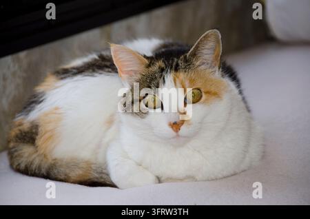Diese Kaliko-Katze schaut direkt in die Kamera, ihre goldenen Augen faszinieren den Betrachter. Stockfoto