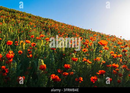 Rote Wilden Mohn blühen über grüne Hügel in der Tianshan-Region von Ili (Yili), Xinjiang, China. Stockfoto