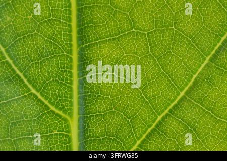 Hochdetaillierte Makroaufnahme einer durchscheinenden Blatttextur, die das gesamte Bild ausfüllt. Die intime Nahaufnahme zeigt lebendige grüne und goldene Adern Stockfoto