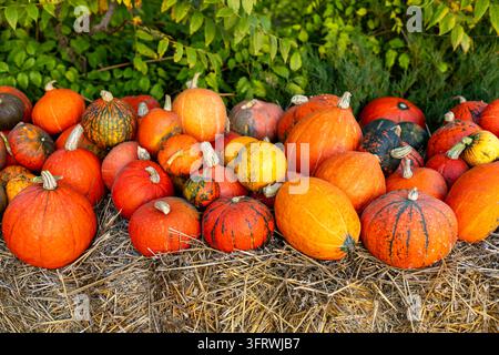 Buntes Sortiment aus orangefarbenen, gelben und grünen Kürbissen, die auf Stroh auf einem Herbstbauernhof ausgestellt sind, lebendige saisonale Ernte mit frischen Kürbissen, umgeben von Stockfoto