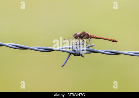 Gemeiner Sonnenröschen (Sympetrum striolatum) auf Stacheldraht. Stockfoto