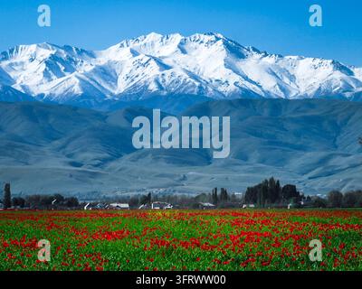 Dichte blühende rote Mohnblumen über grüne Weide, eingerahmt von sanften Hügeln und einer hoch aufragenden schneebedeckten Bergkette Stockfoto