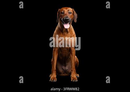 Fröhlicher Rhodesian Ridgeback-Hund sitzt aufrecht im Vorderansicht mit heraushängender Zunge, schaut in die Kamera, lebhaftes Lächeln, isoliert auf schwarzem Hintergrund, Stockfoto