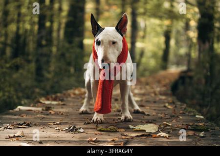 Nahaufnahme-Porträt eines weißen Bullterriers, der einen roten gestrickten Schal trägt, auf einem Holzweg im Herbst. Hochwertiges Foto Stockfoto