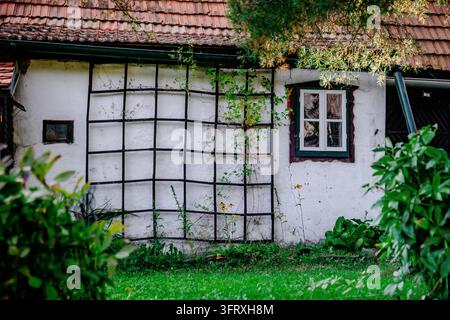 Alte ländliche Hausfassade mit Kletterpflanzen, kleinem Fenster und traditionellem Ziegeldach. Stockfoto