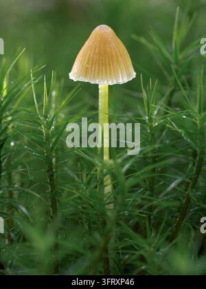 Gelbstielige Mycena; Gelbschenkel-Häubchen; Mycena epipterygia; Ein einzelnes Exemplar, das im Moos wächst. Norfolk Oktober Stockfoto