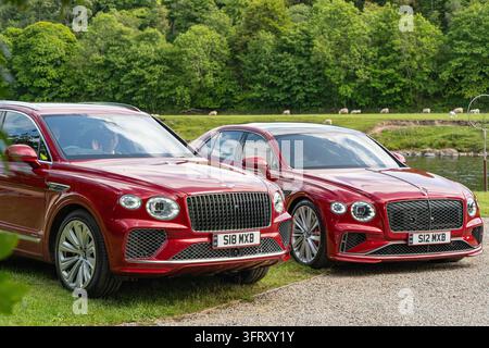 Roter Bentley Bentayga und Flying Spur, der Gäste auf dem Anwesen von The Macallan neben dem Fluss Spey in Speyside, Schottland, UK, herumfährt Stockfoto