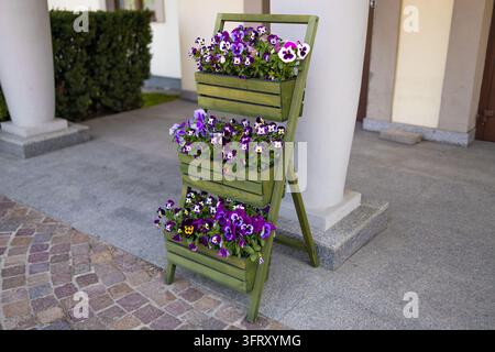 Topfblumen aus violetten Stiefmütterchen in einem gestuften Holzgefäß im Freien Stockfoto