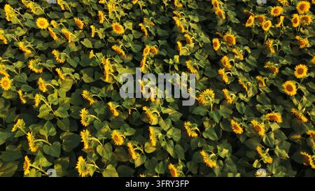 Sonnenblumen, die während der goldenen Stunde auf einem weiten Feld wachsen, gelbe Blüten, die sich dem Sonnenlicht zuwenden, Landwirtschafts- und Naturkonzept Stockfoto