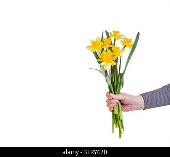 schöne gelbe Blumen Narzissen in den Händen eines Mädchens auf weißem Hintergrund Nahaufnahme Stockfoto