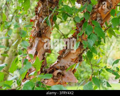 Betula nigra, die schwarze Birke, Flussbirke oder Wasserbirke Stockfoto