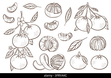 Mandarinen und Blätter im Linienstil. Weihnachts-Zitrusfrucht-Illustration. Festliche botanische Sammlung. Handgezeichnetes Obstsymbol. Stock Vektor
