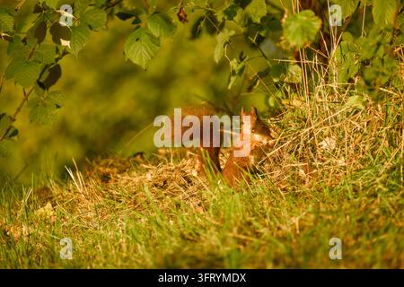 Rotwiesel sitzt aufrecht in trockenem Gras unter blättrigen Ästen, teilweise von Vegetation umgeben, mit seinem buschigen Schwanz hinter sich im warmen Sonnenlicht erhoben. Stockfoto