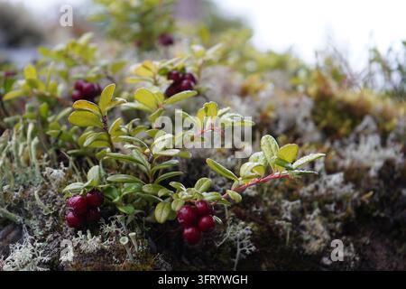 Nahaufnahme von reifen Wilden Preiselbeeren, die zwischen Flechten und Heidevegetation in skandinavischen Wäldern wachsen Stockfoto