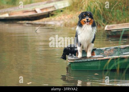 Australian Shepherd und schwarze Katze teilen sich ein kleines Boot auf ruhigem Landwasser. Die Kameradschaft von Hund und Katze schafft eine gemütliche Herbstreise und Freundschaft Stockfoto