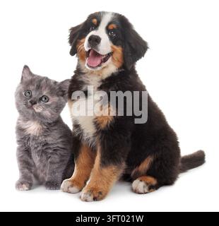 Süßer Berner Sennenhund-Welpe und flauschiges Kätzchen auf weißem Hintergrund Stockfoto