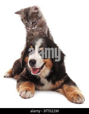 Süßes Kätzchen und Bergnubelpuppe auf weißem Hintergrund Stockfoto