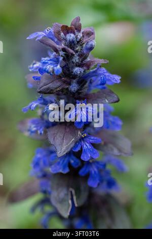 Nahaufnahme von Ajuga reptans, auch bekannt als Bugle, Blauer Bugle, Buglekraut, Buglegras, Teppichkraut, Teppich-Buglegras und Gewöhnlicher Bugle Stockfoto