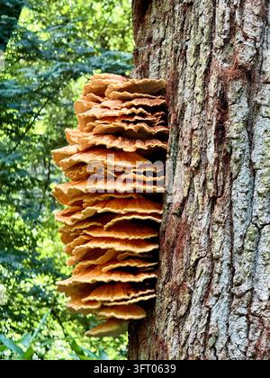 Hühnchen des Waldes (Laetiporus sulphureus), eine Art, die für ihr markantes Aussehen und seine hühnerähnliche Textur beim Kochen bekannt ist Stockfoto