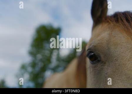 Extrem naher Ausschnitt des Gesichts eines Pferdes, der sich auf das Auge konzentriert, mit einem verschwommenen Hintergrund aus Bäumen und Himmel. Stockfoto