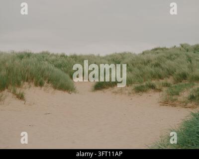 Nahaufnahme von Sanddünen und Strandgras Stockfoto