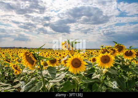 Hellgelbe Sonnenblumen blühen auf einem ländlichen Bauernfeld an einem sonnigen Sommertag mit Wolken Stockfoto