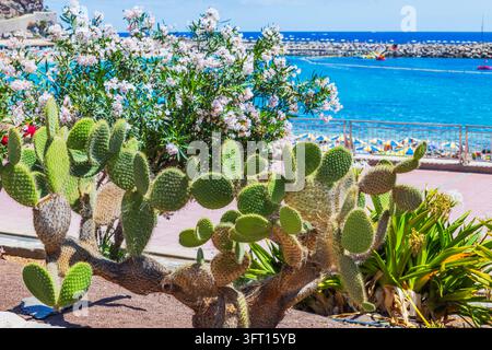 Nahaufnahme von Kaktusfeige vor dem Hintergrund des Amadores-Strandes und des Atlantischen Ozeans. Gran Canaria. Spanien. Stockfoto