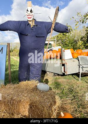 Vogelscheuche mit blauer Latzhose und Clownmaske, die neben Heuballen und einem Anhänger mit Kürbissen auf einem Kürbisfeld in Kent, England, UK steht. Aufgenommen i Stockfoto