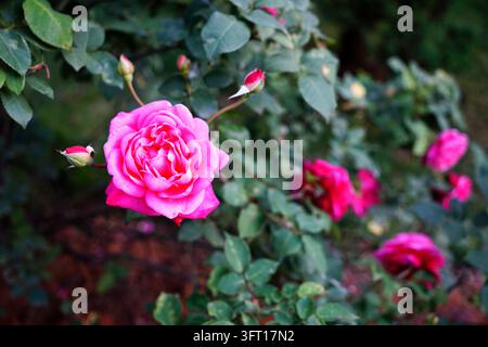 Lebendiger fuchsiafarbener Gertrude-Jekyll-Strauch als Hintergrund Stockfoto