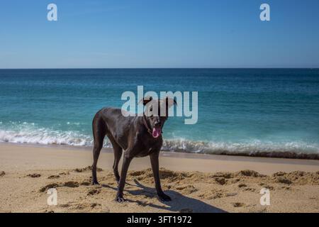 Ansicht eines schwarzen Hundes, der auf dem Sand am Strand von El Medano, Baja California Sur, Mexiko steht. Stockfoto