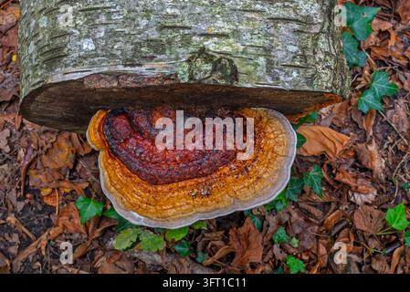 Rotbänderiger Pilz / rotbänderige Leiste (Fomitopsis pinicola), Stammfäulepilz, der am abgeschnittenen Ende einer Birke im Wald im Herbst wächst Stockfoto