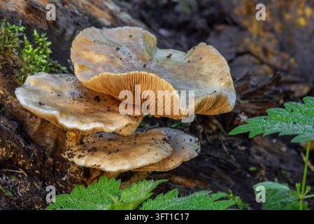 Klebriger Schuppenkopf (Pholiota gummosa), saprotrophe Pilze, die im Herbst auf verrottendem Holz von Laubbäumen im Wald wachsen Stockfoto
