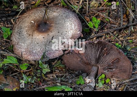Schuppiger Waldpilz / errötender Waldpilz / Kiefernwaldpilz (Agaricus silvaticus / Agaricus sylvaticus), essbare Pilze im Wald im Herbst Stockfoto