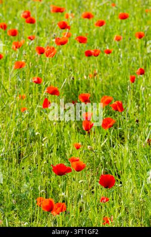 Rote Mohnblumen, die ein Farbmuster über ein üppiges grünes Feld bilden Stockfoto