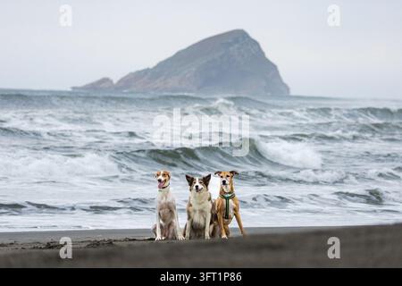 Drei Hunde sitzen nebeneinander an einem hundefreundlichen Strand in Asturien, Spanien, mit Wellen und einer felsigen Insel im Meer im Hintergrund. Stockfoto