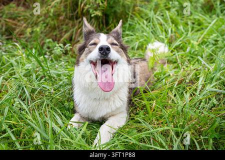 Border Collie Lila liegt im grünen Gras mit offenem Maul und herausgestreckter Zunge. Stockfoto