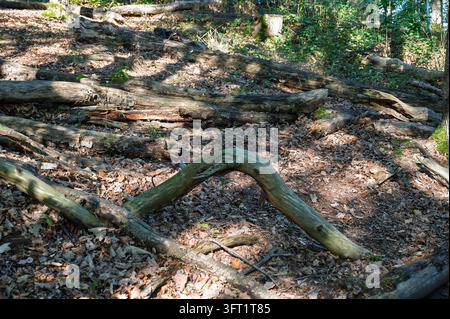 Gefallene Baumstämme und alte Äste liegen auf dem Waldboden mit trockenen Blättern. Stockfoto