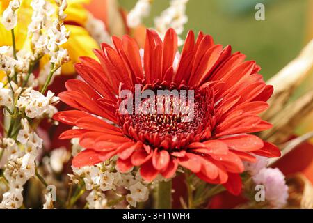 Nahaufnahme einer leuchtend roten Gerbera-Tulpe inmitten eines farbenfrohen Blumenstraußes. Floraler Hintergrund für romantische Dekoration, Floristik, Feiern und Natürliches. Stockfoto
