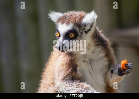 Ringeliger Lemur - Lemur Catta Stockfoto